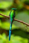 Ecuador-Guango. Long-tailed sylph hummingbird close-up. Art Print